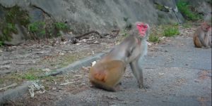 Stumpy July 2022.jpg